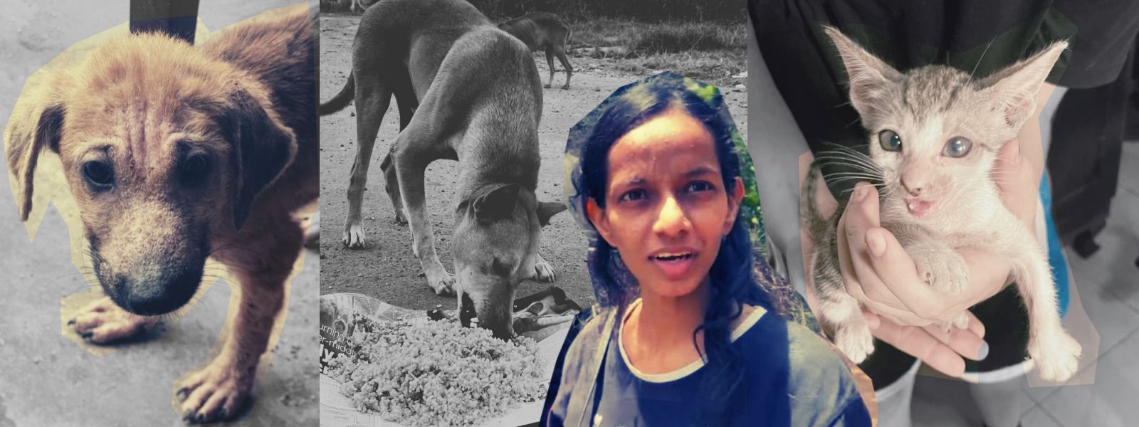 Should We Feed The Strays?